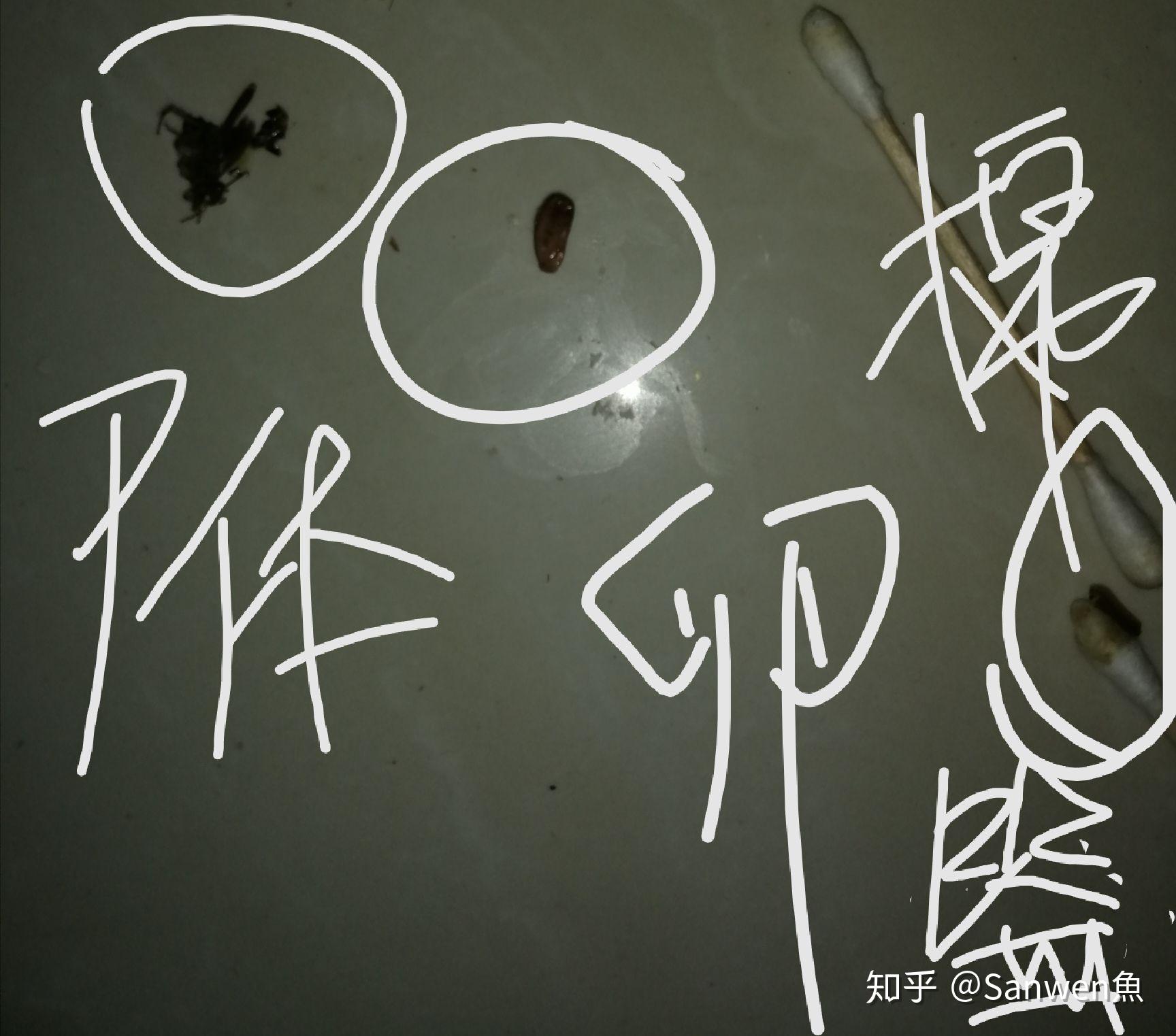 这个是不是蟑螂卵鞘啊啊啊啊啊啊啊