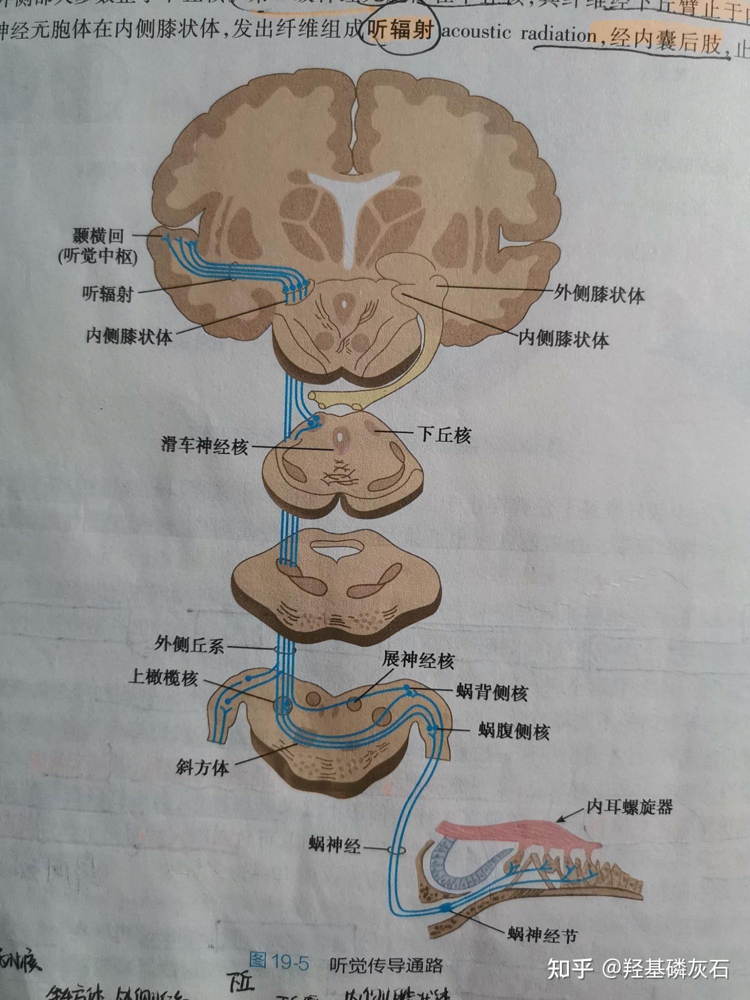 系统解剖学 第十九章 神经系统的传导通路