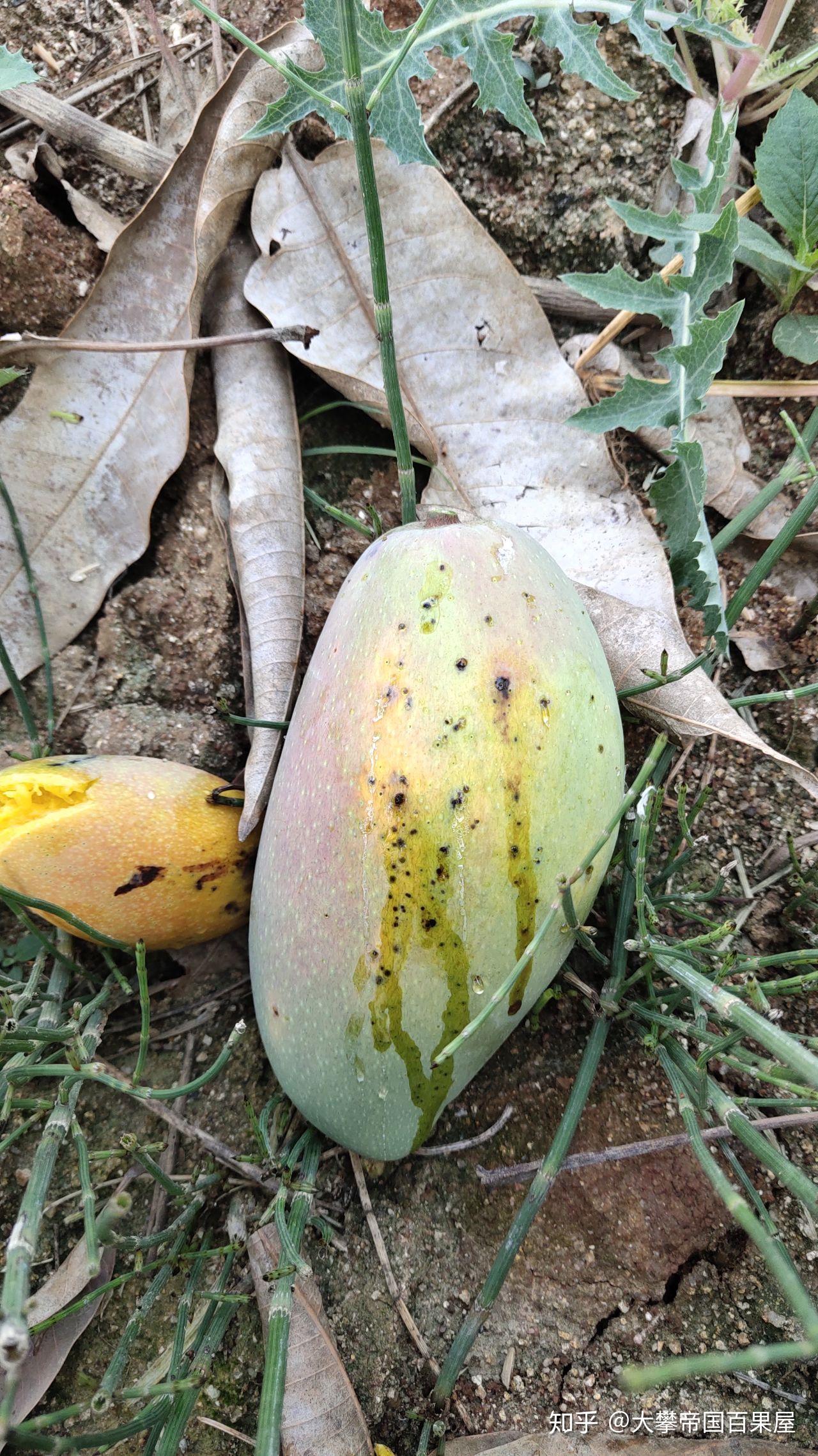 攀枝花芒果部分品种介绍及实体店挑选技巧