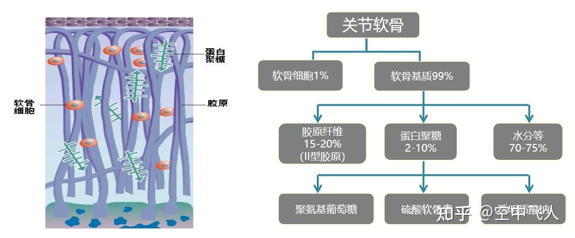 氨糖是形成软骨基质的基本成分,特别是30岁以后,人体内氨糖不断流失