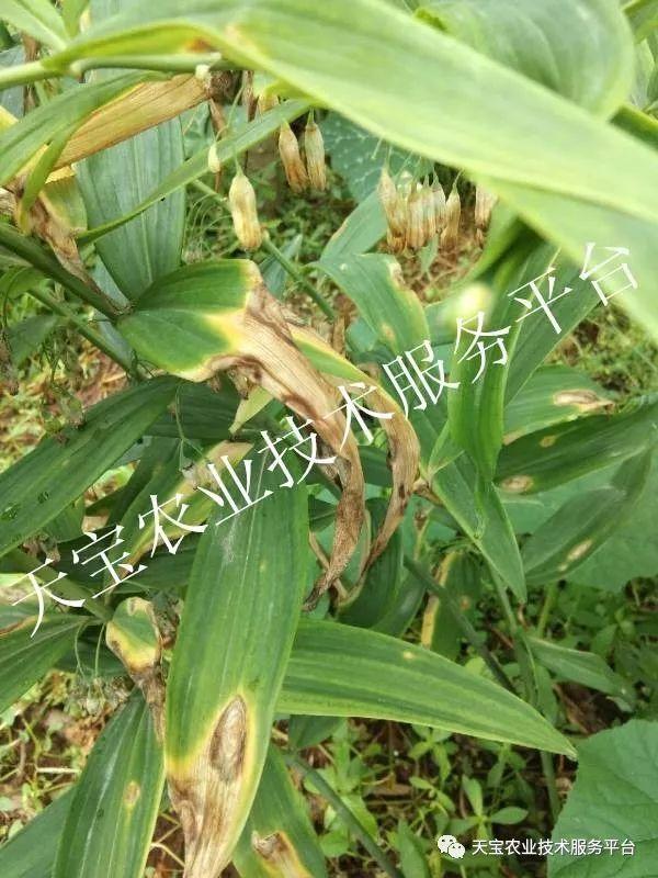 名贵药材黄精这些难缠病虫害得提前注意了