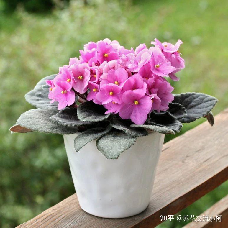 室内养花不可少的8种开花植物,附详细养护小技巧 - 知乎