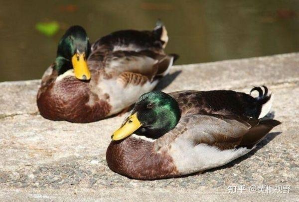 10大暴利养殖业排名(10大暴利养殖业排名前十)