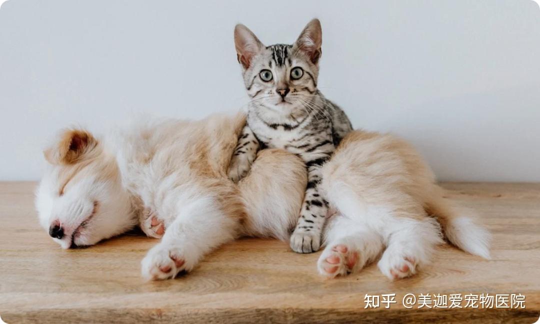 猫狗双全是一种什么体验? - 知乎