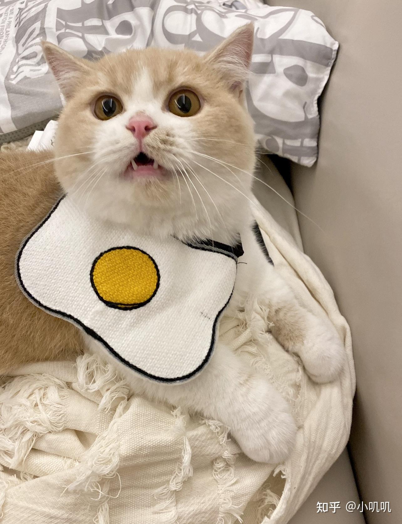 猫传腹不是绝症-干性传腹入神经蛋仔的病例记录