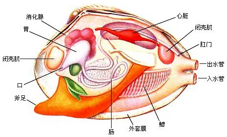 扇贝解剖图结构图图片