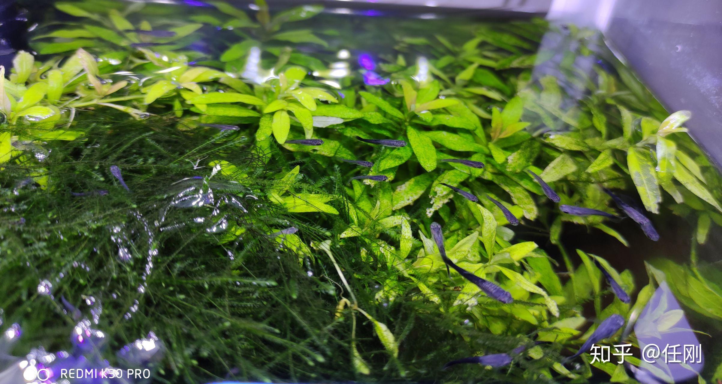 孔雀鱼繁殖有水草还需要隔离吗