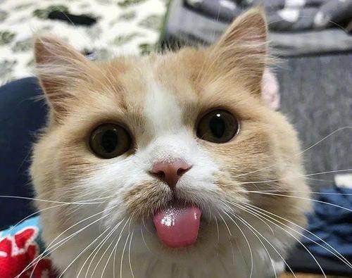 怎样可以不让猫晚上叫 v2-b7f5060f5824cb7a17453858711801ca_r.jpg