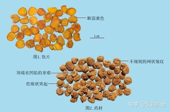 带你识别延胡索(元胡)