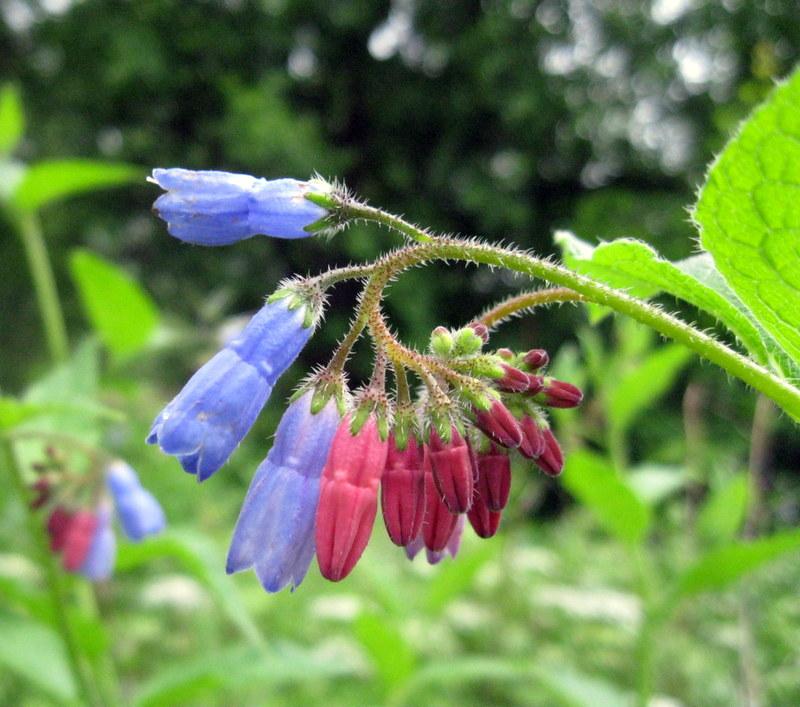 紫草科花卉:滨紫草及其他 - 知乎