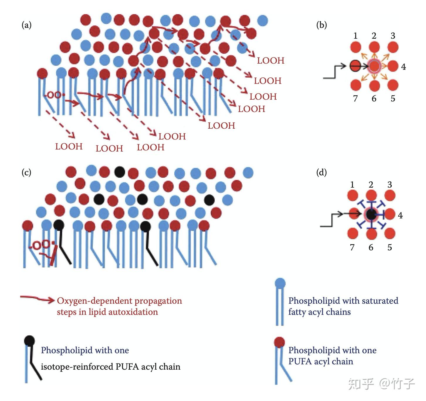 衰老是一种可治疗的心磷脂疾病