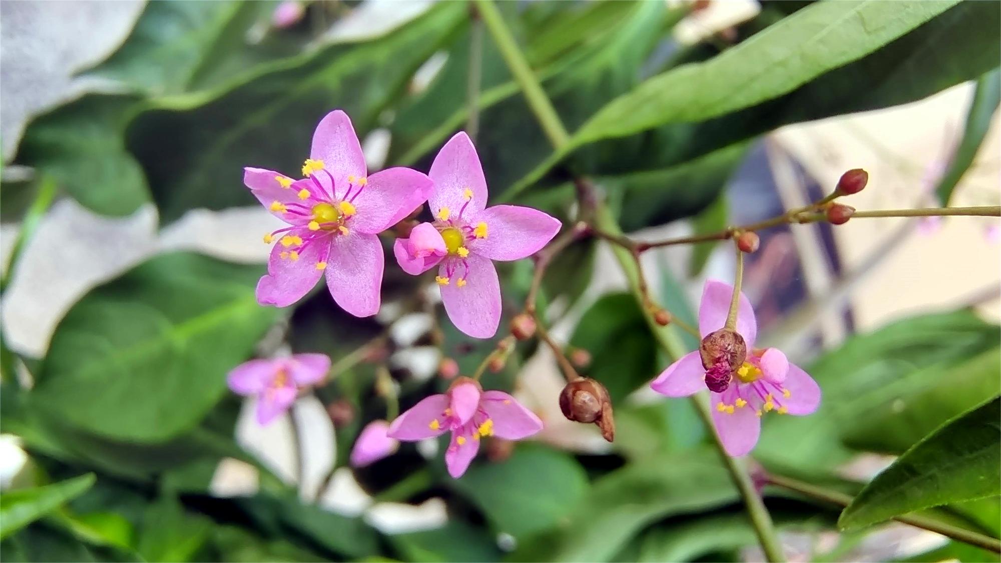 美丽吉安之赏花系列:土人参花开迷人 - 知乎