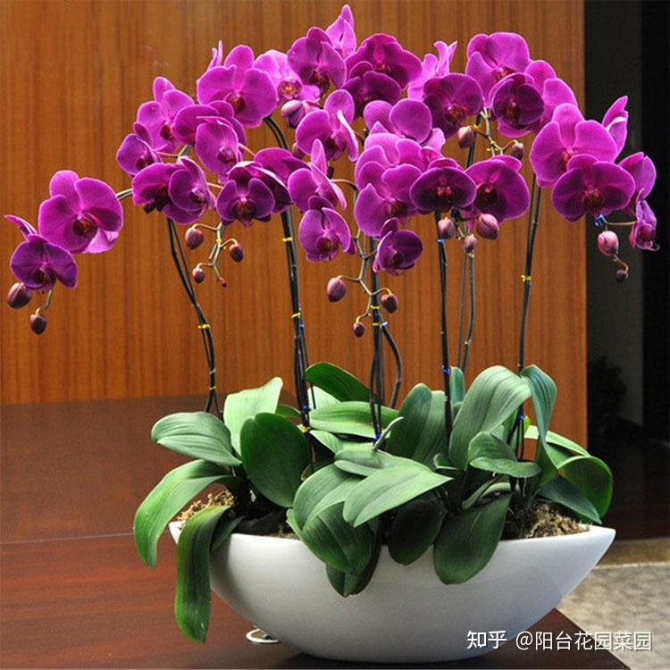 8种“昂贵花”,工薪族“舍不得”买,但是太好看,有钱要买个遍-比较贵的花材是什么花