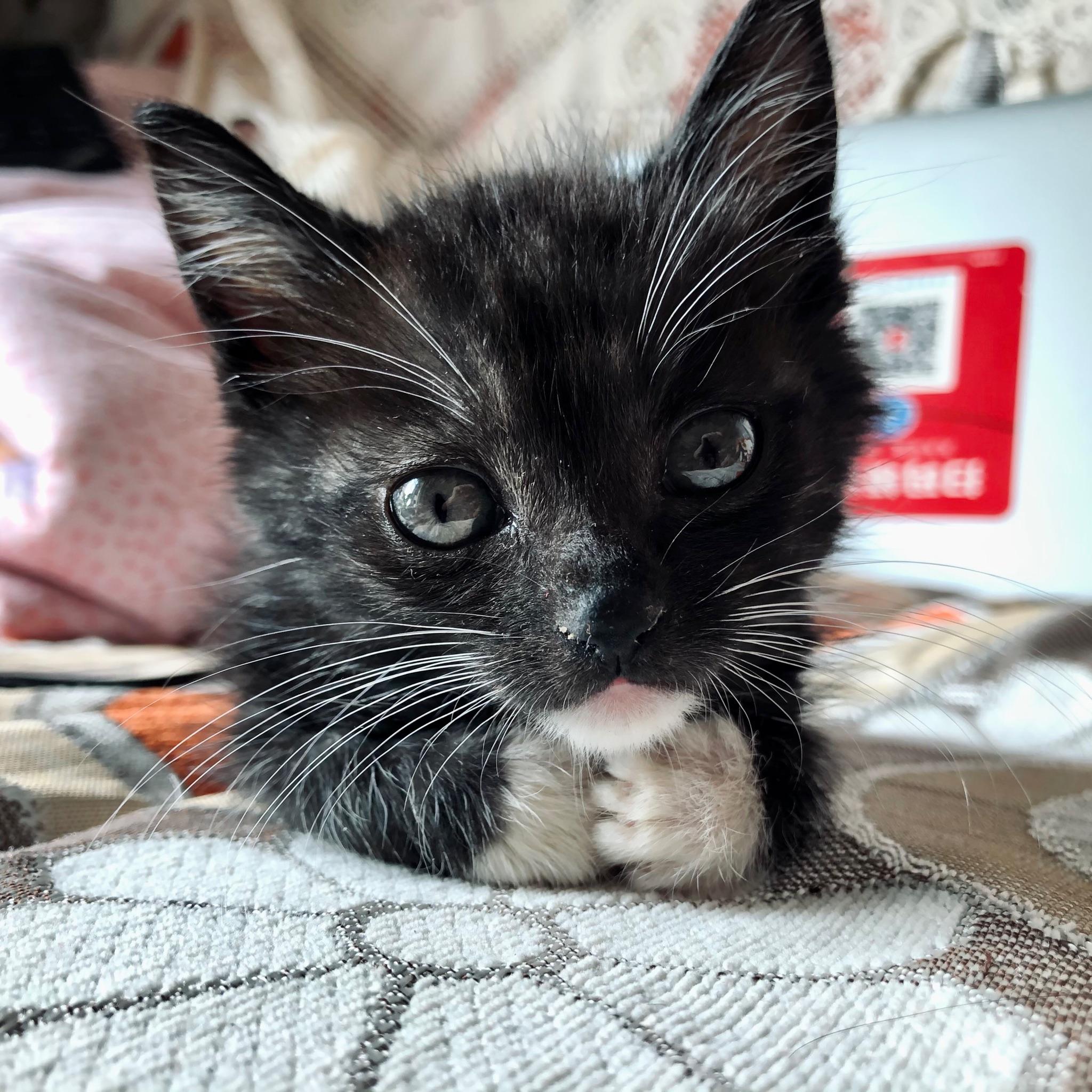 如何用手机拍好一只乌云盖雪的猫?