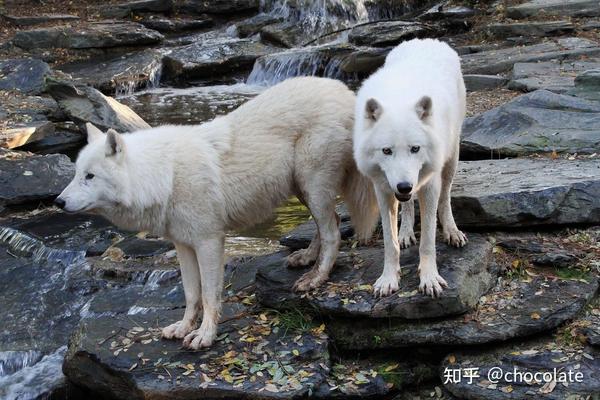 狼、羊群和公羊 - 知乎