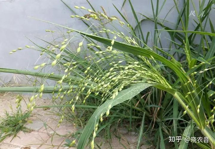 大黍是谷物吗,有什么价值和特点? - 知乎