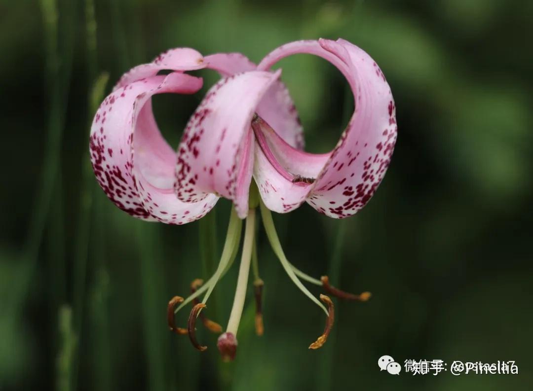 匍茎百合(lilium lankongense),百合科百合属香格里拉高山植物允乔