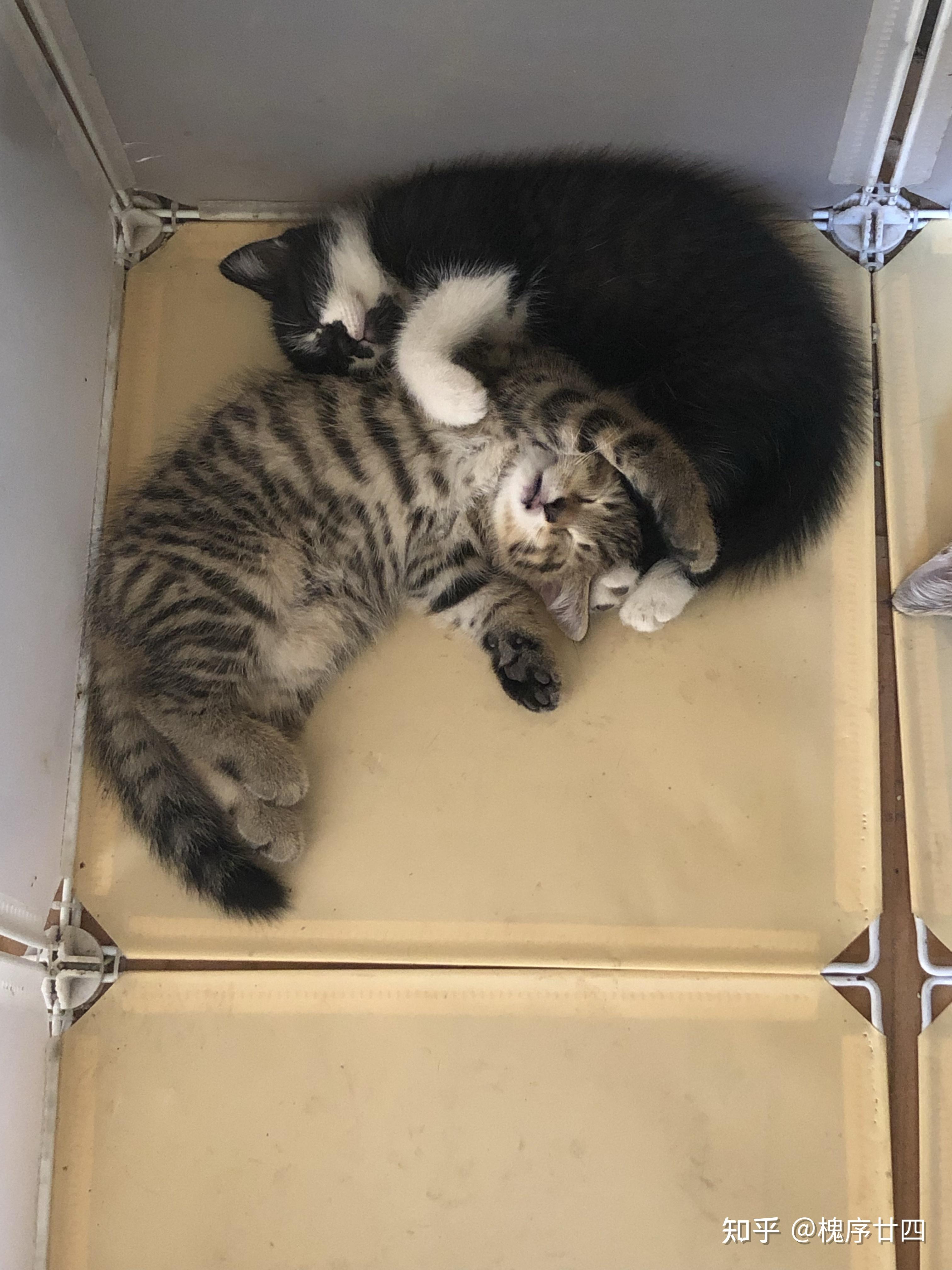 英短蓝猫和狸花猫配种会生出什么样的猫啊?求上图! - 知乎