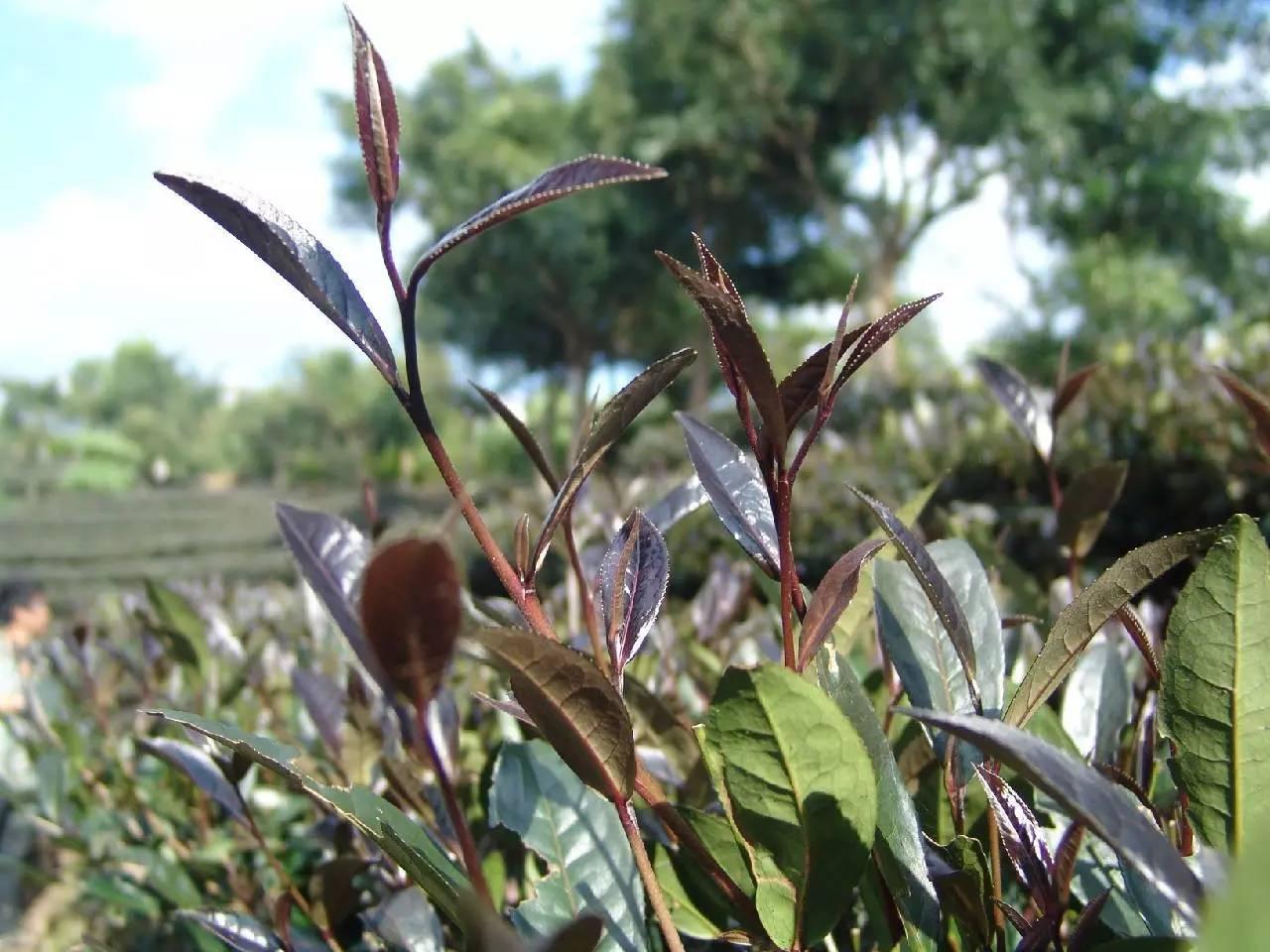 紫鹃茶,你不知道的功效