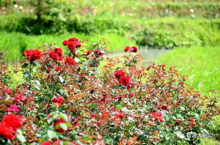 约约约罗田首处高山梯田花海4月19日正式开园迎客