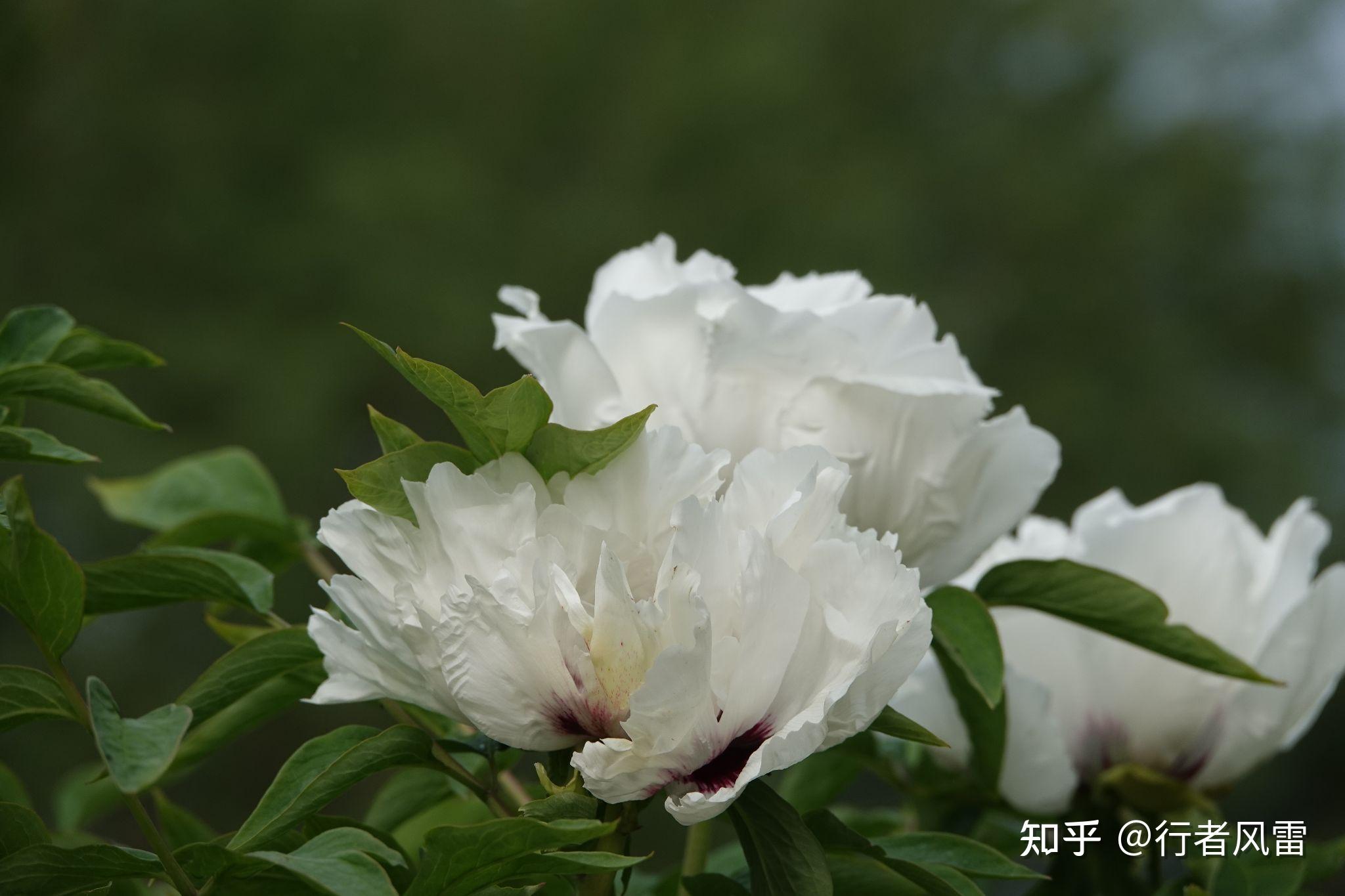 错峰赏牡丹东北花正艳