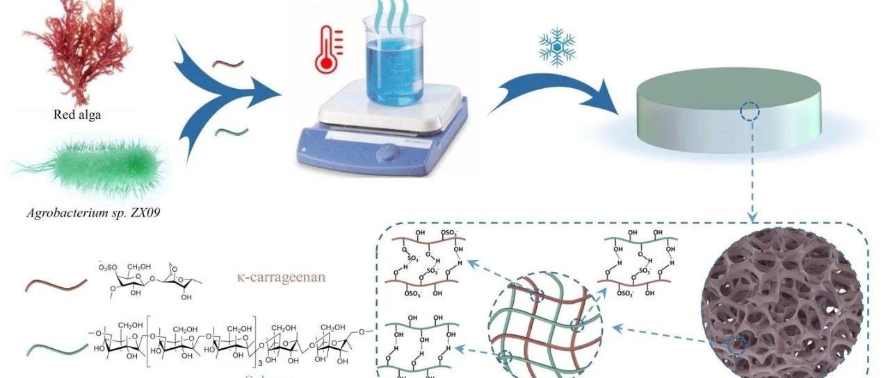 acsami具有可调节理化性质的全多糖基水凝胶支架构建