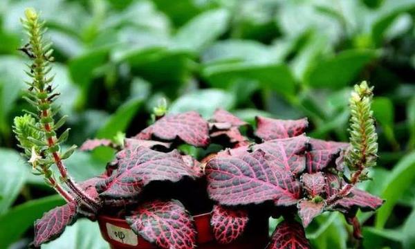 雨林缸植物的 新宠 网纹草 它该如何养护 花语寓意是什么 知乎