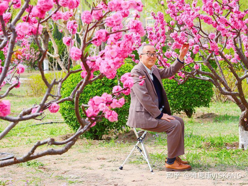 人间四月芳菲尽山寺桃花适盛开和美德折叠手杖椅