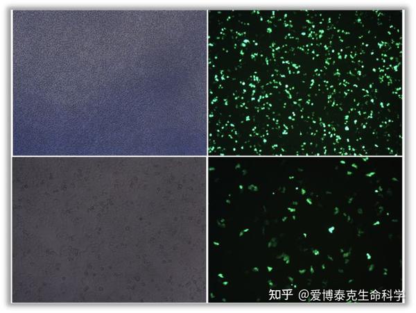 超全攻略 ！一文理清免疫荧光实验步骤、技巧及疑难问题 - 知乎