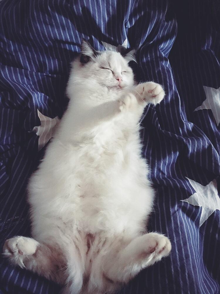 我家的布偶猫四个月大,它的花色随着年龄的增