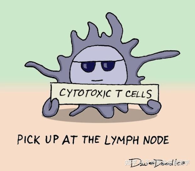 生动形象又可爱我们一起来认识这群萌萌哒免疫细胞