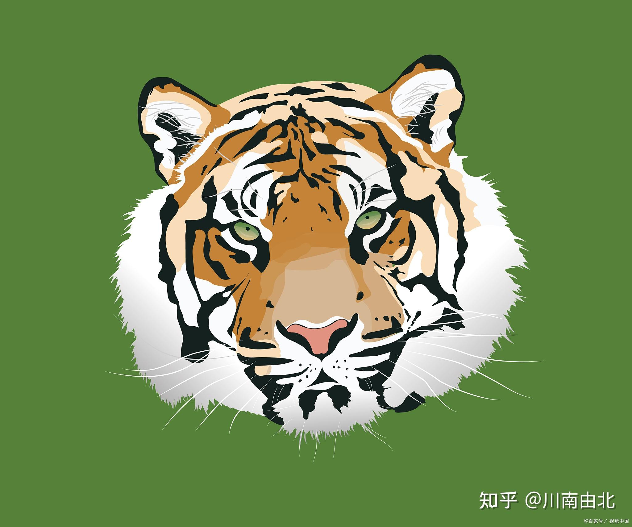 2023年属虎终于转运了,今年属虎人今年运势如何 - 知乎