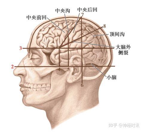 临床神经解剖学精讲 — [太详细了] - 知乎