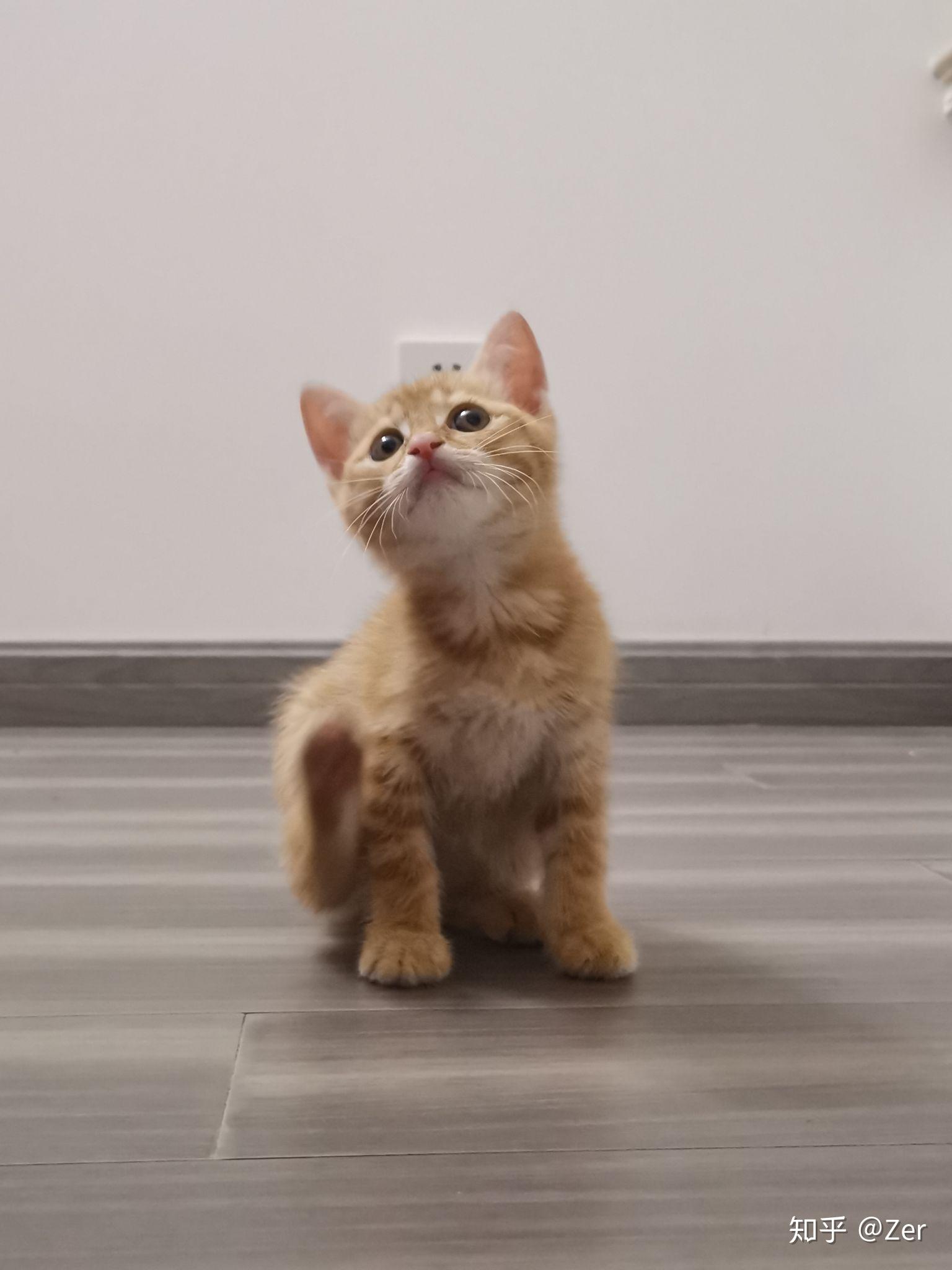 新手养猫之橘猫