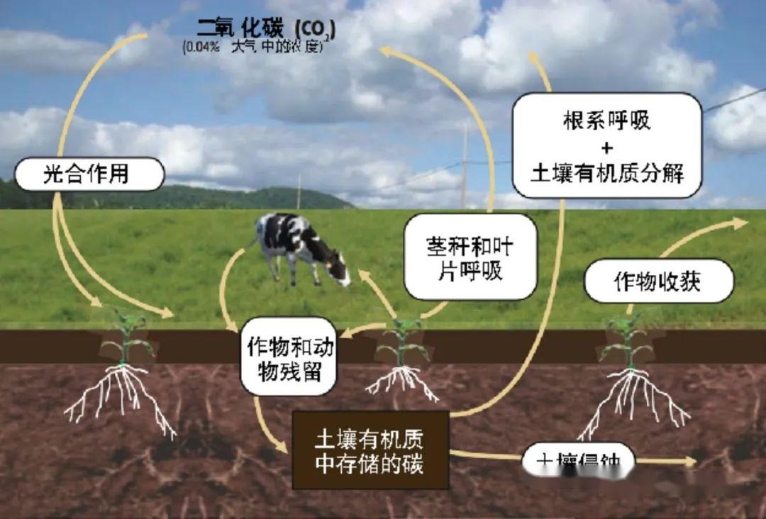 提高土壤有机质含量的措施