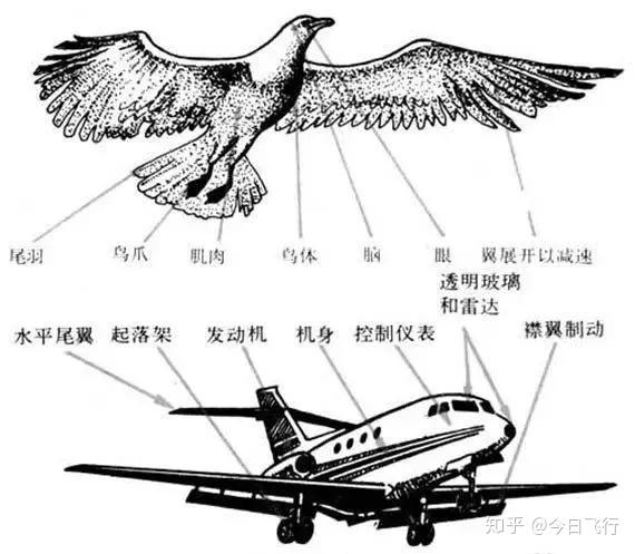 飞行器中的仿生学