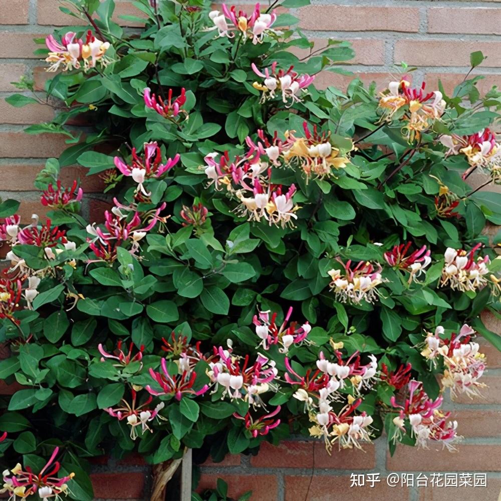 老中医家里爱种的香花对身体好好看好养还能吃