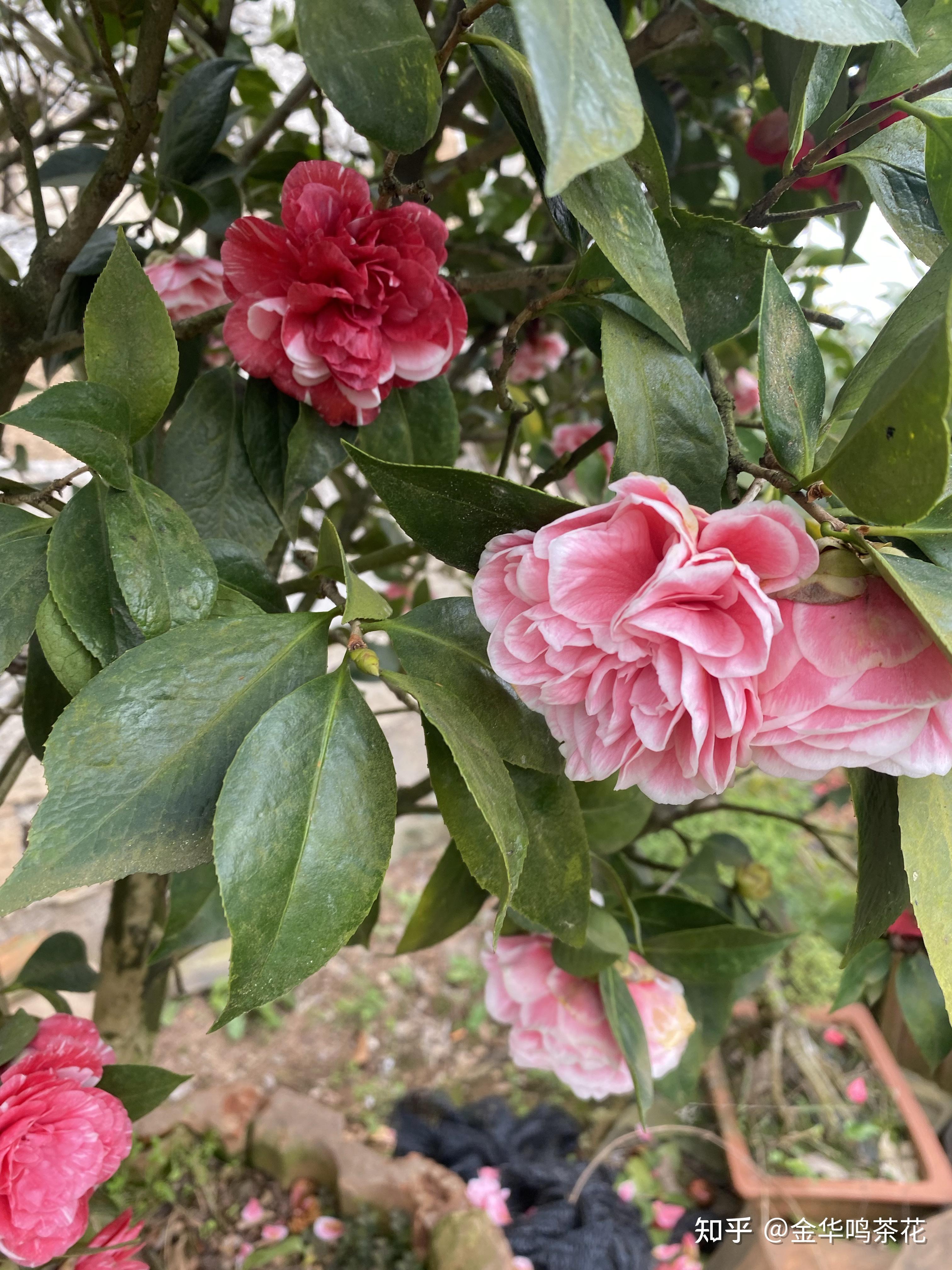 鴛鴦鳳冠 (聽名字就有種讓人好奇)中國茶花十大名花之一,也是浙江名品