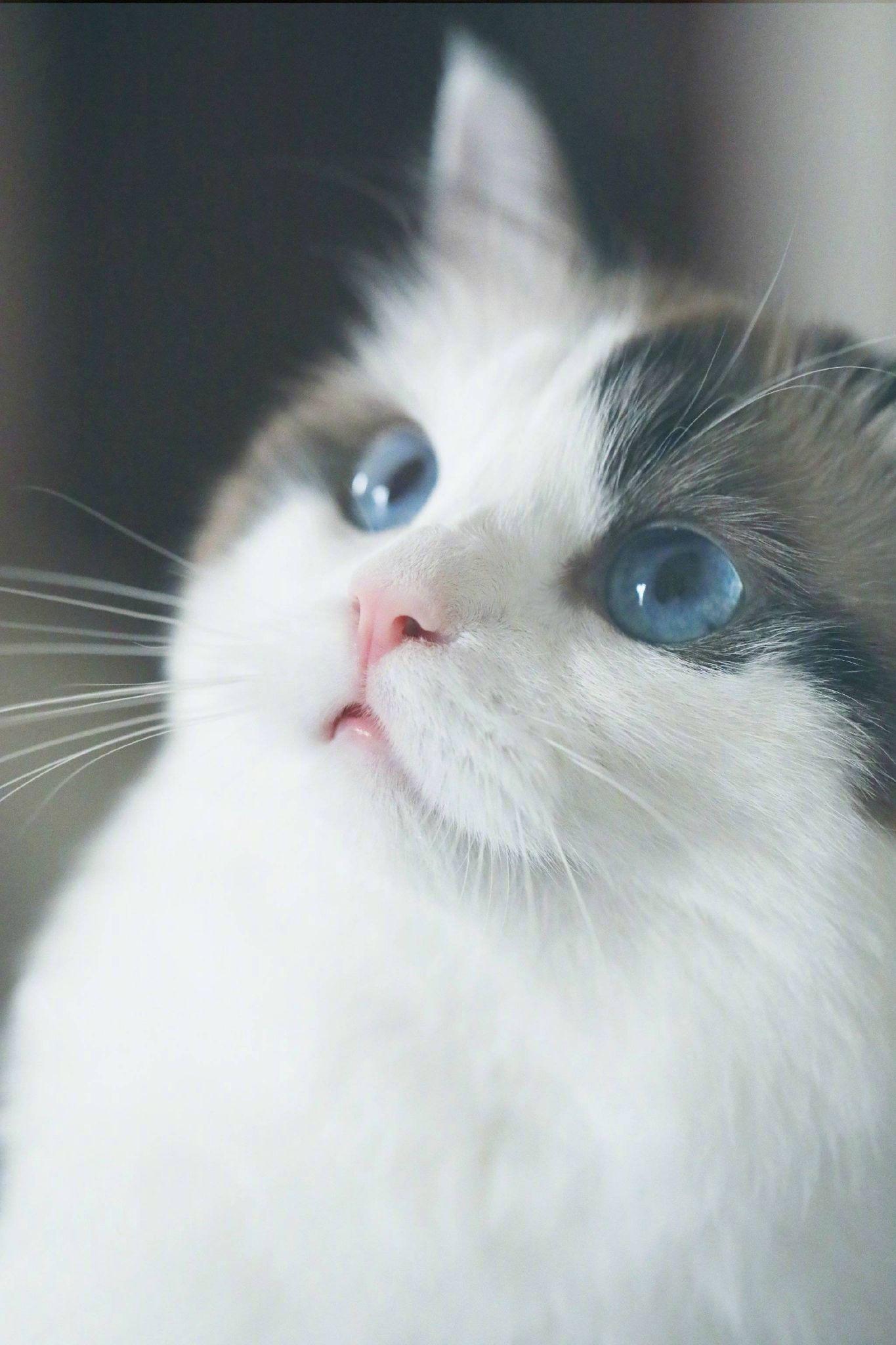 有哪些好看的猫咪壁纸或头像? - 知乎