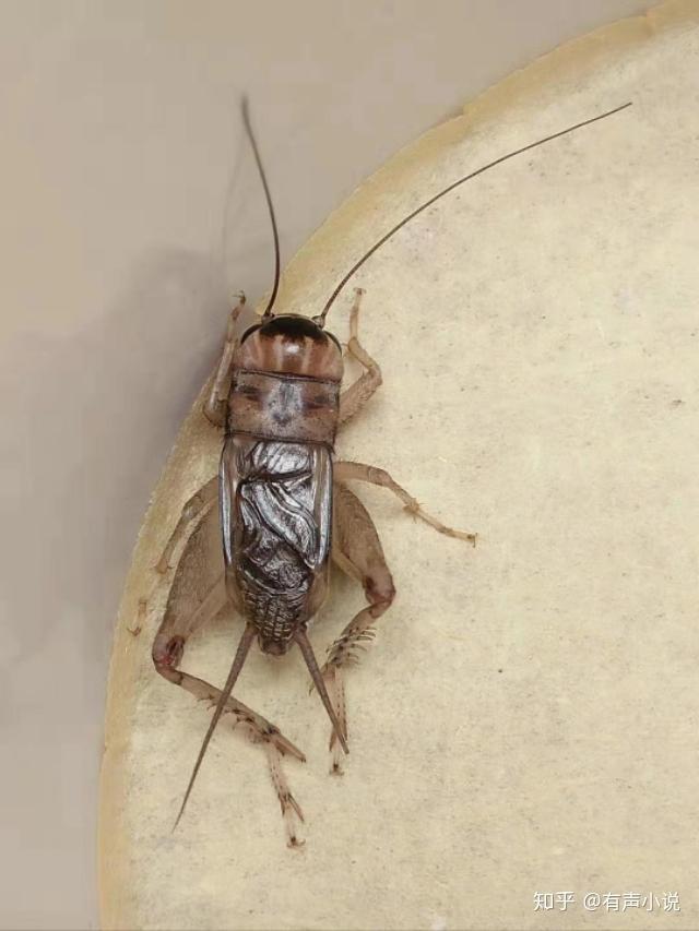 洛口重的蟋蟀斗丝图片