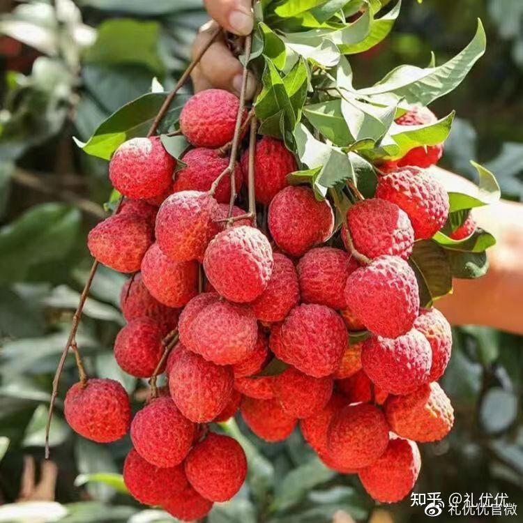 夏天，给荔枝换个吃法 - 知乎