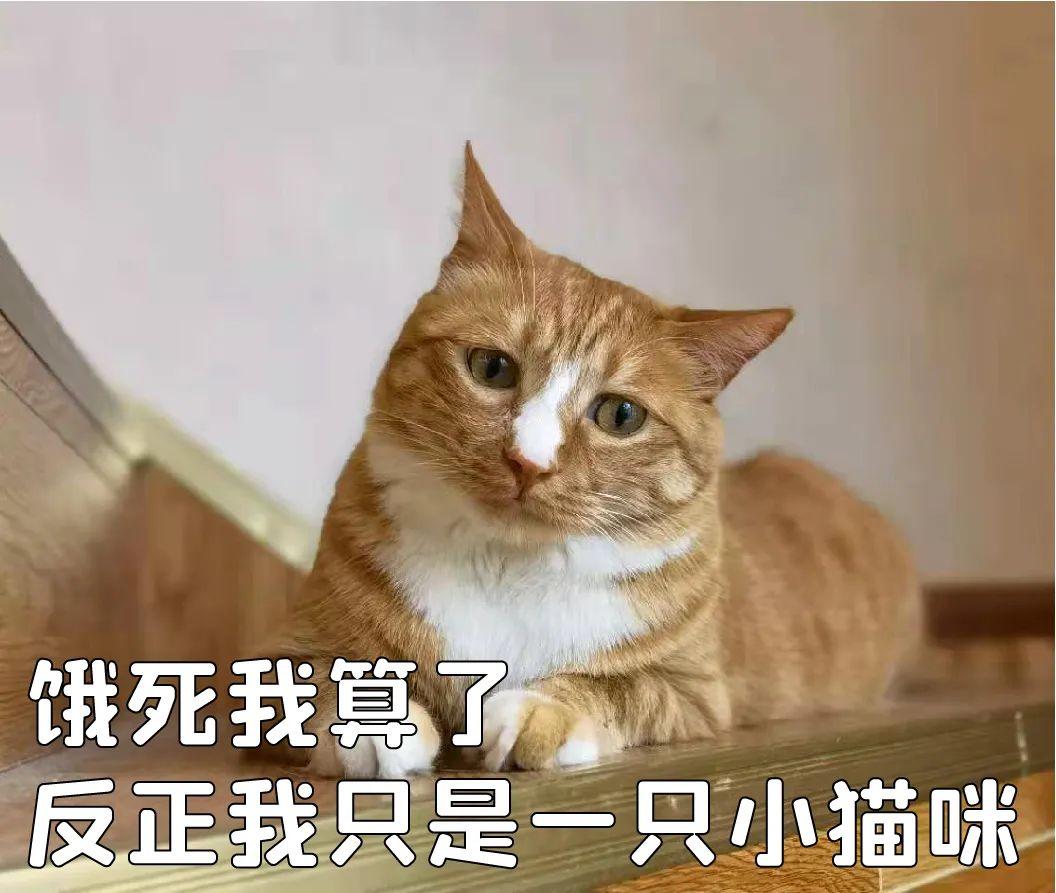快饿死了,会吃吗?