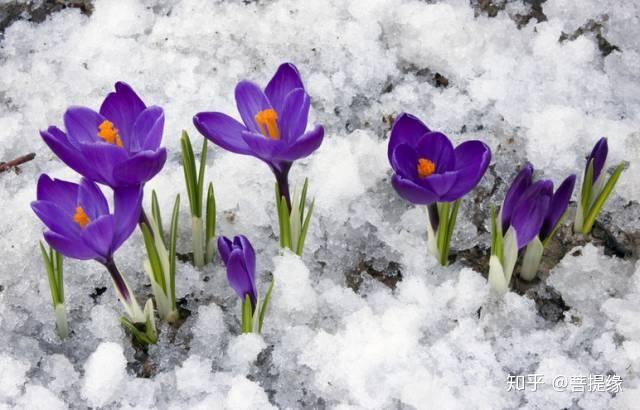 天价!天价!名贵植物排行,令人大开眼界-名贵植物图片