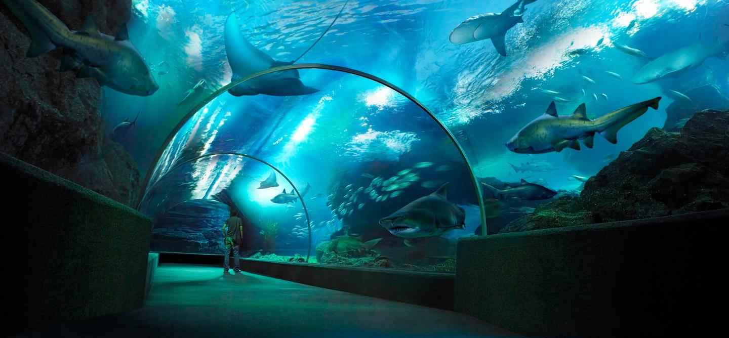我的水族馆之旅 No 1 沖縄美ら海水族館 知乎 我的水族馆之旅 No 1 沖縄美ら海水族館 知乎