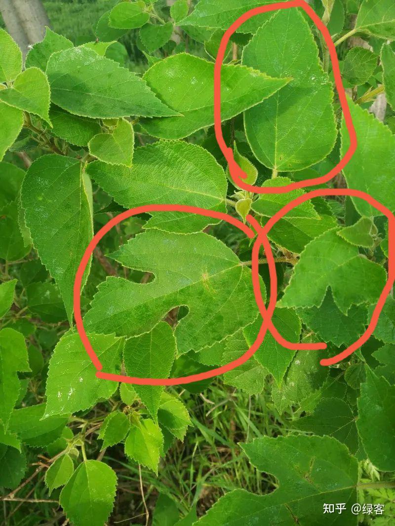 有趣的植物—构树 - 知乎