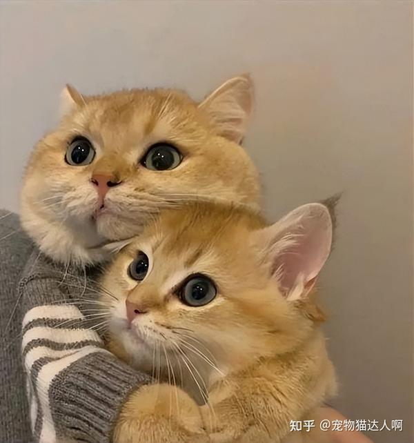 母猫VS公猫,差别巨大,你更喜欢哪个? - 知乎