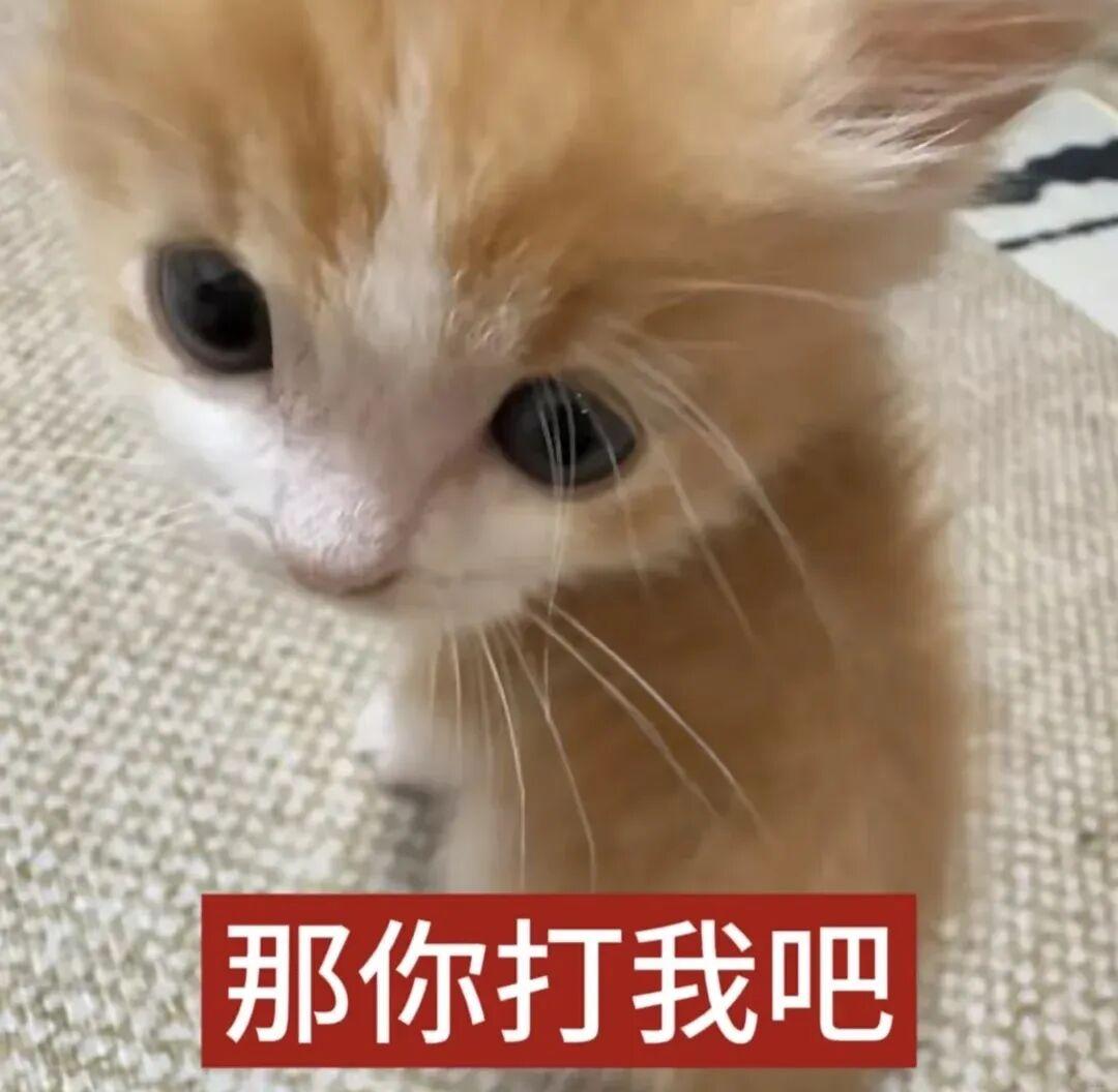 低脂小猫表情包:稀饭你