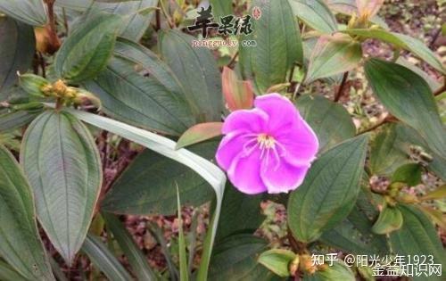 毛稔的功效与作用 - 知乎