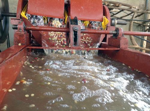 水洗是在晾晒前先要在湿处理厂先这样:(这只是其中一小个环节…)然后