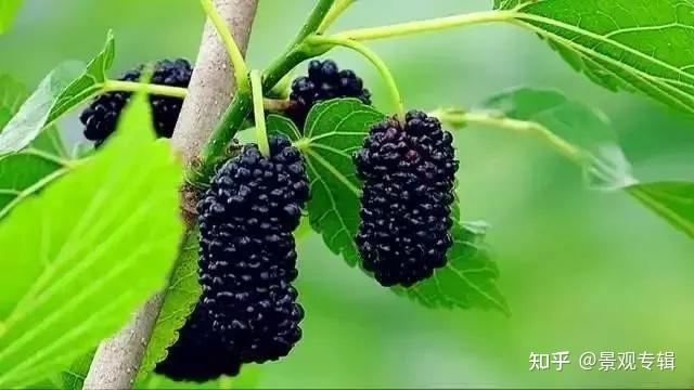 北方矿山植被生态修复常用园林植物 - 知乎